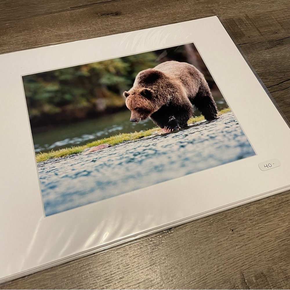 Wildlife Grizzly Bear Art Print